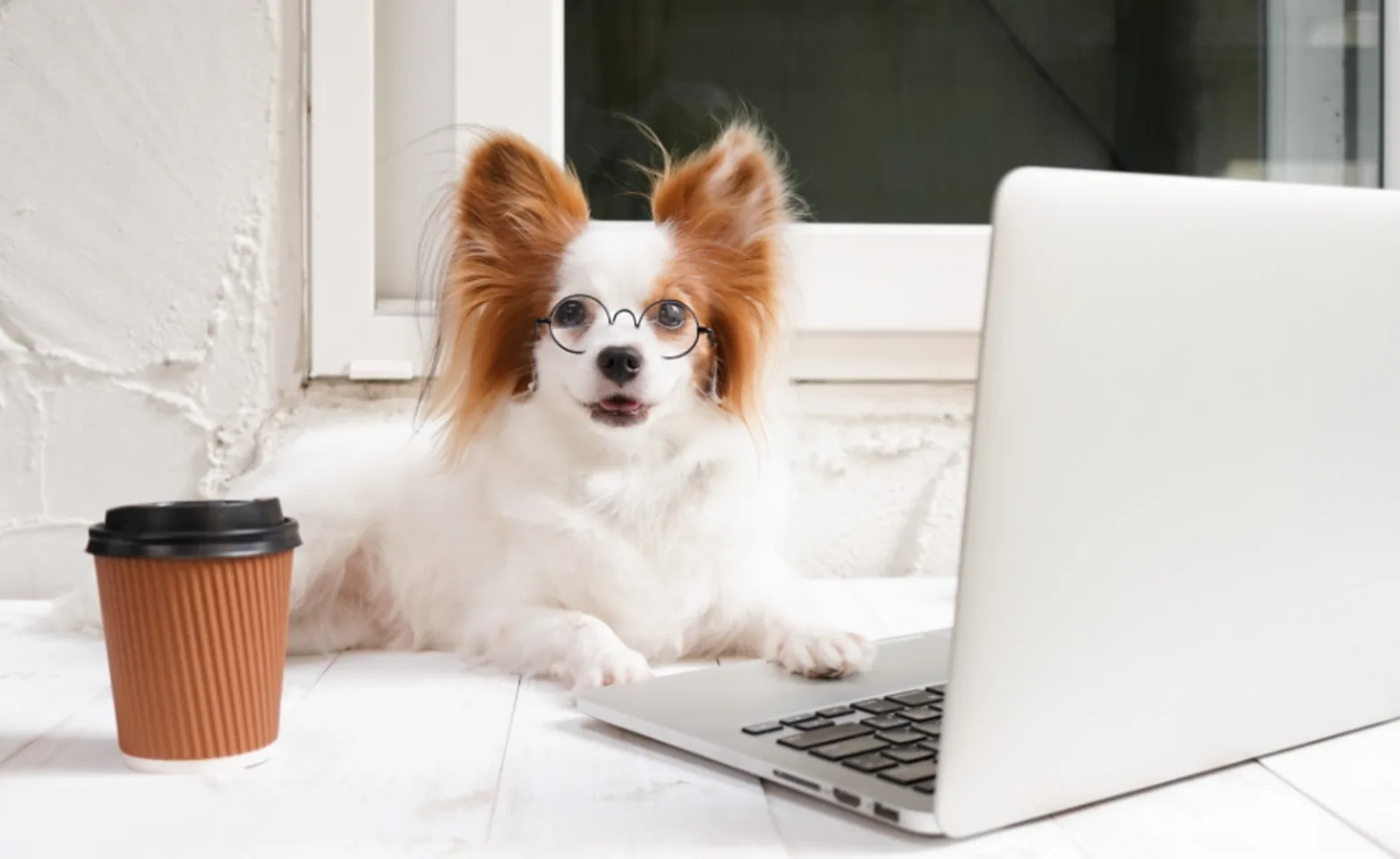 Small Dog Wearing Glasses Using Laptop